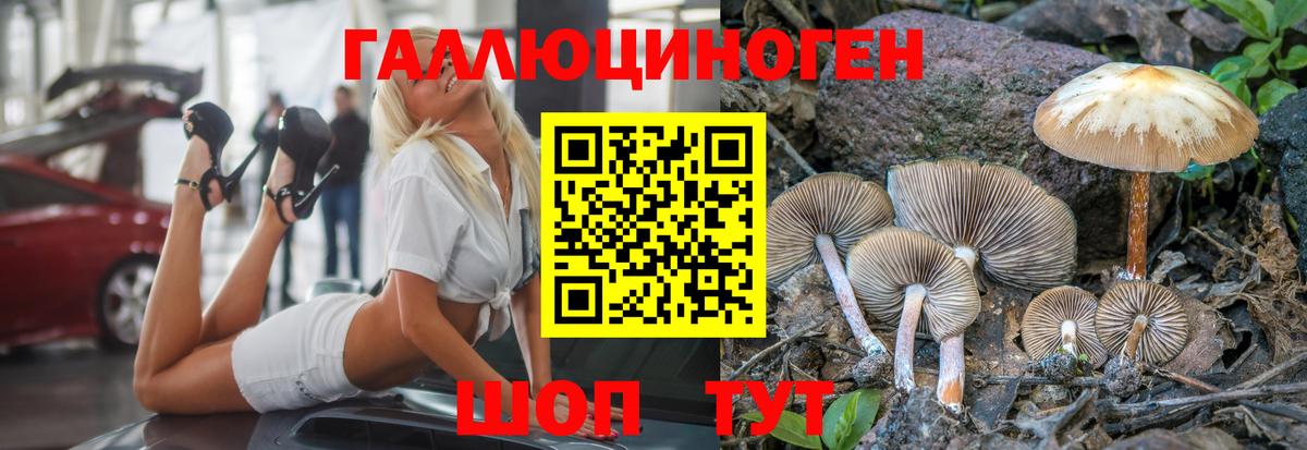 Кулебаки  Галлюциногенные грибы Psilocybine cubensis  Вход с VPN 
